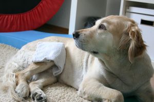 Fiffi Fit | Hundephysiotherapie Düsseldorf